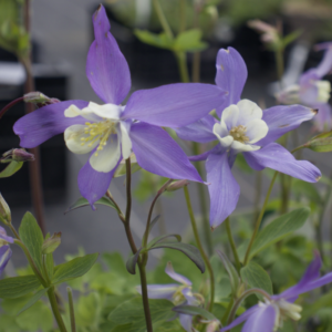 Ancolie- Aquilegia caerulea ‘Blue Star’ BIO