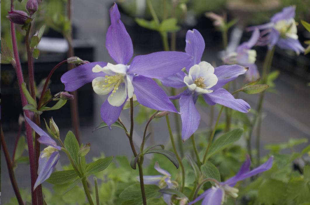 Ancolie- Aquilegia caerulea ‘Blue Star’ BIO