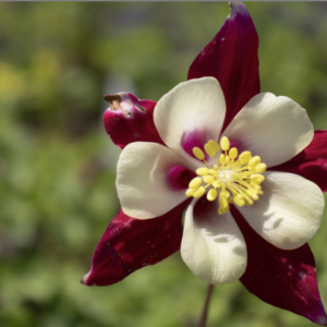 Ancolie- Aquilegia caerulea ‘Crimson Star’ BIO