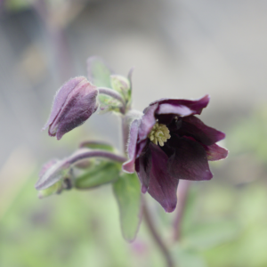 Ancolie  - Aquilegia vulgaris "Black Barlow" BIO