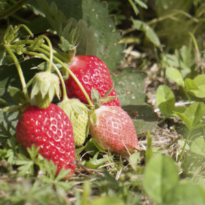 Fraisier - Fragaria (x) 'Mariguette' BIO