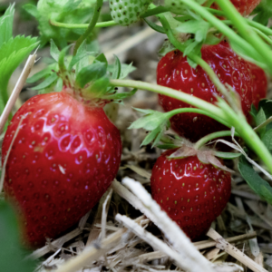 Fraisier - Fragaria (x) 'Cléry' BIO