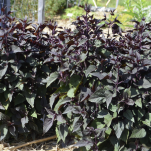 Eupatoire - Eupatorium rugosum 'Chocolate' BIO
