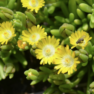 Pourpier vivace- Delosperma ‘Jewel of Desert Peridot’ BIO