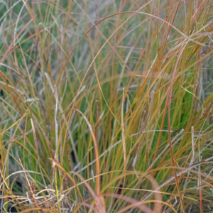 Laîche orange - Carex testacea ‘Prairie Fire’ BIO