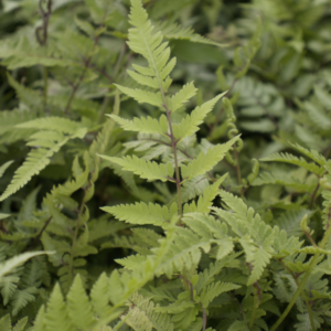 Fougère japonaise - Athyrium niponicum ‘Metallicum’ BIO