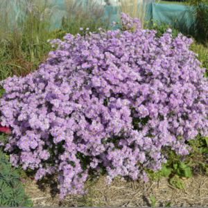 Aster - Aster pringlei ‘Pink Star’ BIO