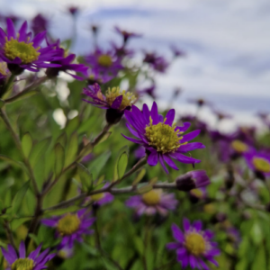 Aster -Aster ageratoides ‘Ezo Murasaki’ BIO
