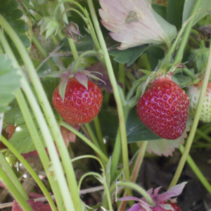 Fraisier - Fragaria annanasa (x) 'Wädenswil 6' BIO