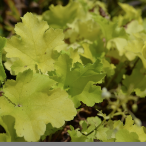 Heuchère -Heuchera hybride ‘Lime Marmalade’ BIO