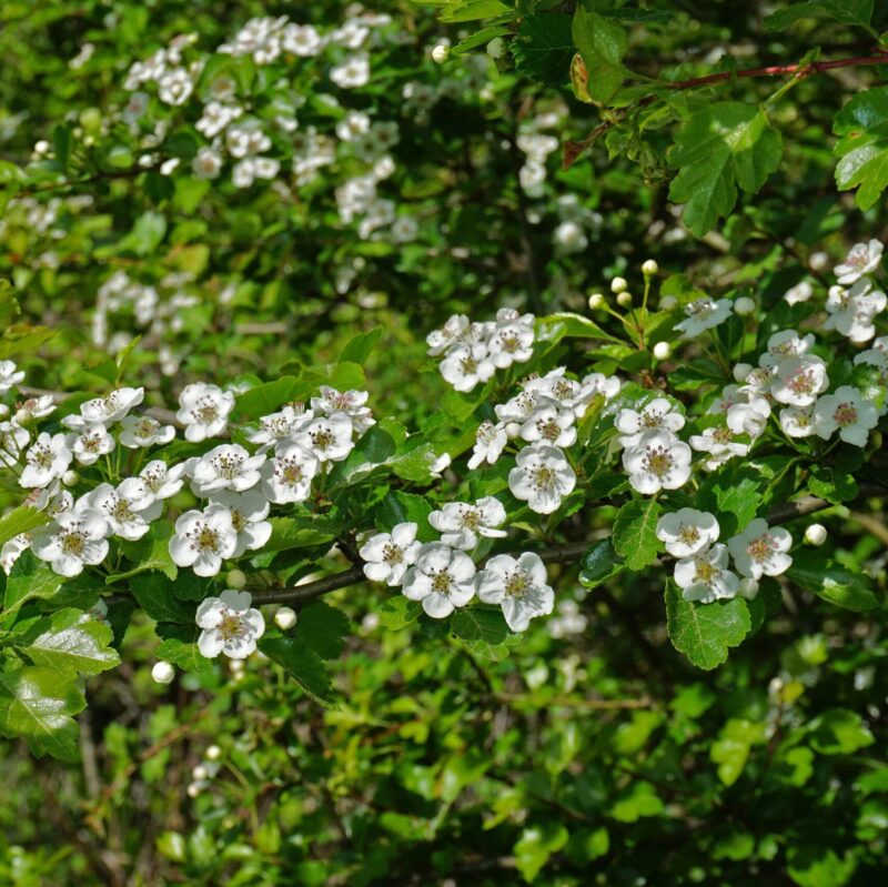 Crataegus laevigata- Aubépine épineuse- Bio Le Bourgeon