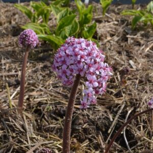 Darmera - Darmera peltata BIO