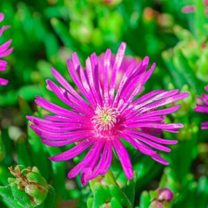 Pourpier vivace- Delosperma cooperi BIO