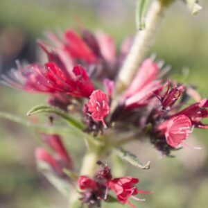 Vipérine rouge- Echium russicum BIO