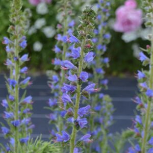 Vipérine commune- Echium vulgare BIO