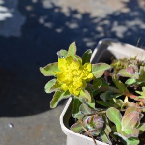 Euphorbe polychorme- Euphorbia polychroma BIO