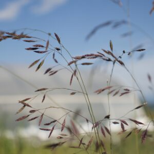 Fétuque améthyste - Festuca amethystina BIO