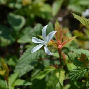 Spirée américaine - Gillenia trifoliata  BIO