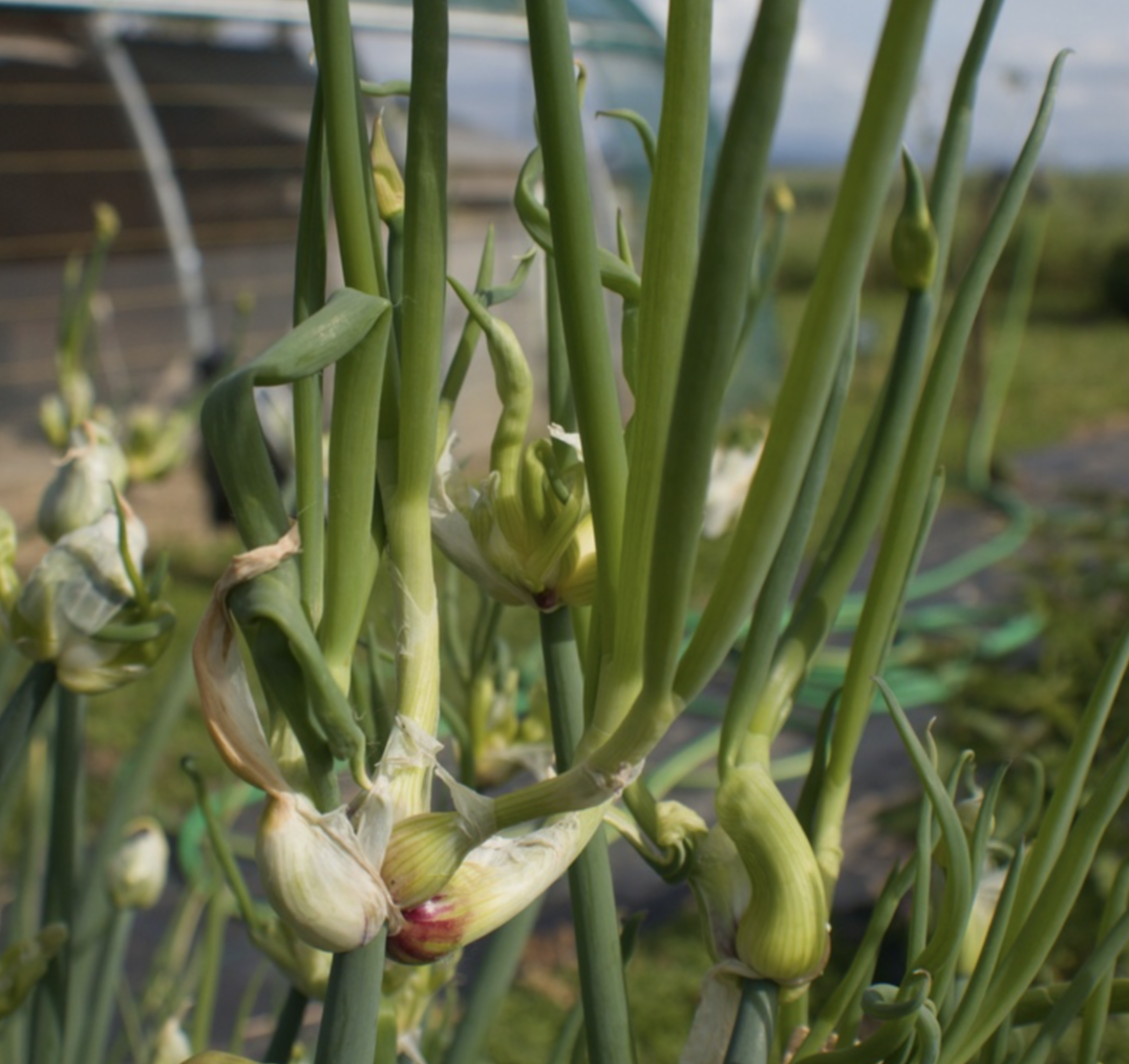 Préparer son jardin plantation Ail rocambole Allium cepa BIO