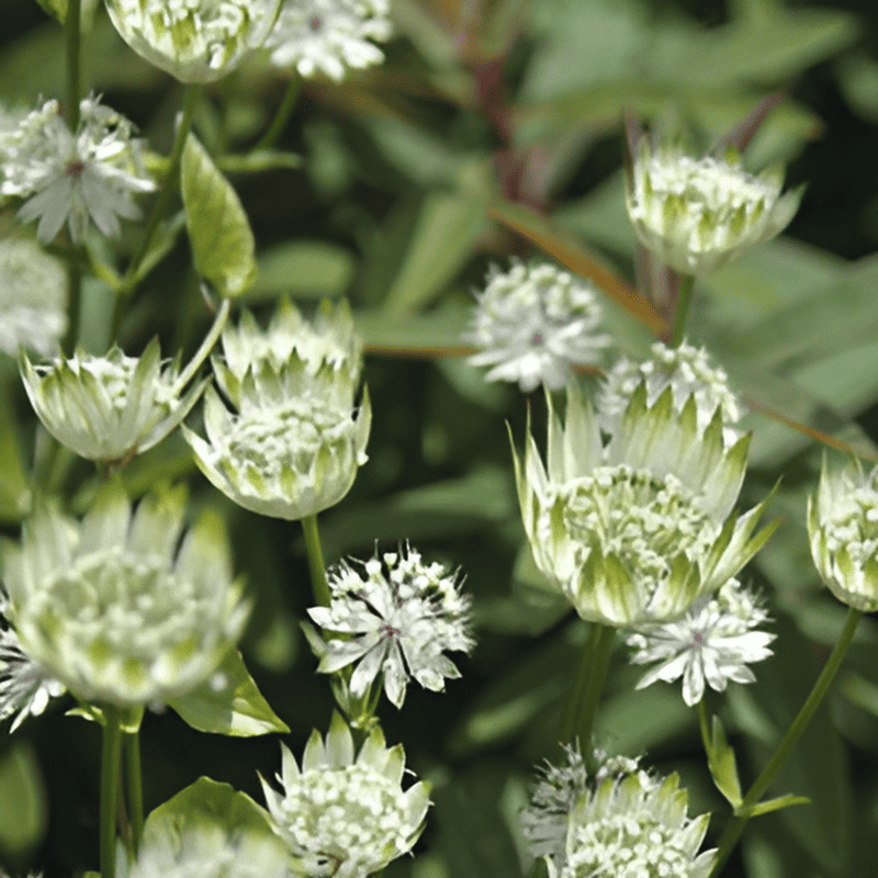 Grande astrance blanche Astrantia BIO