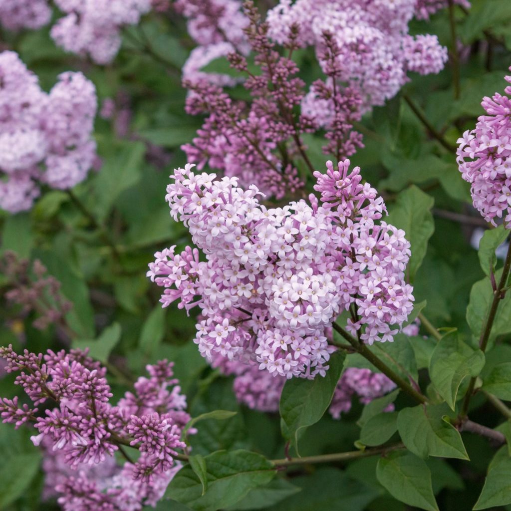 Préparer son jardin plantation Lilas de Chine ‘Josée’