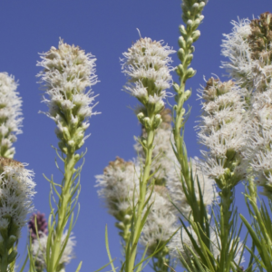 Liatris spicata blanc- BIO