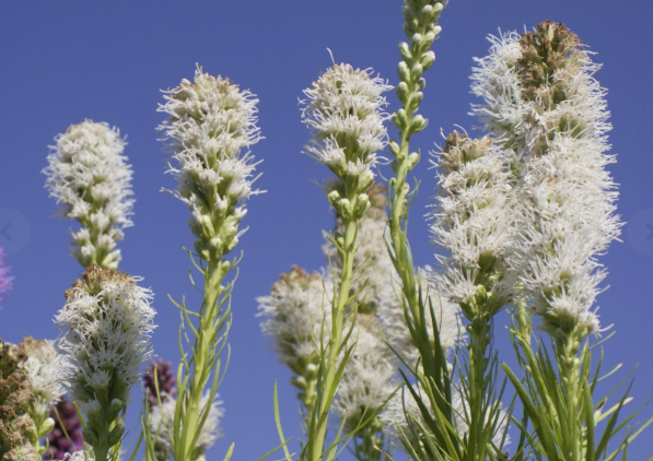 Liatris spicata blanc- BIO