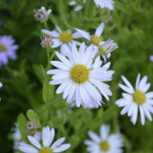 Kalimeris incisa ‘Alba’- BIO