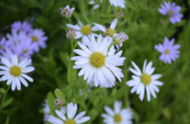 Kalimeris incisa ‘Alba’- BIO