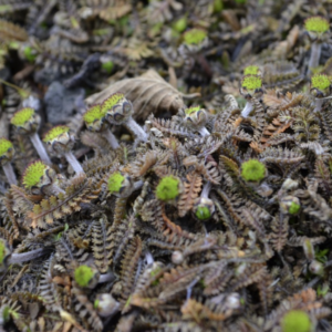 Leptinella squalida ‘Platt’s Black’- BIO