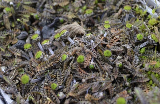 Leptinella squalida ‘Platt’s Black’- BIO