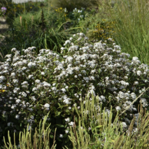 Eupatorium rugosum ‘Chocolate’- BIO