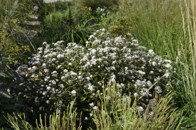 Eupatorium rugosum ‘Chocolate’- BIO