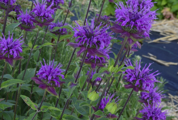 Monarda en différents coloris - BIO – Image 2