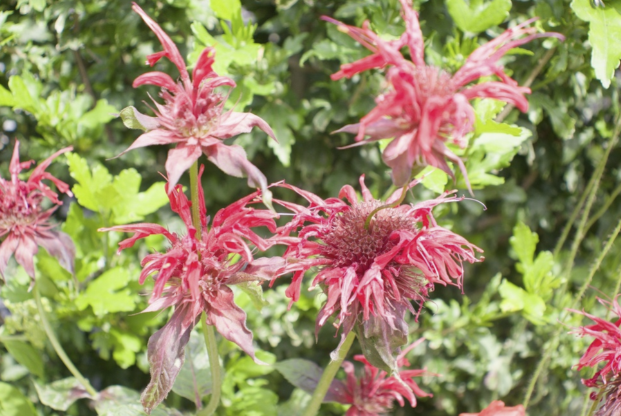 Monarda en différents coloris - BIO – Image 3