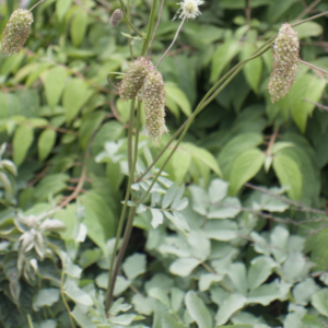 Sanguisorba armena BIO - Pimprenelle