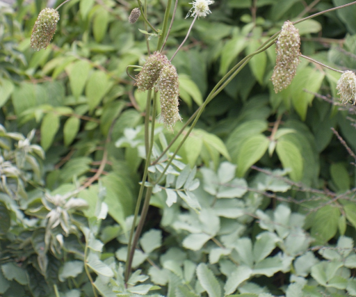 Sanguisorba armena BIO - Pimprenelle