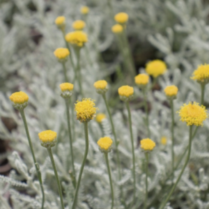 Santolina chamaecyparissus BIO
