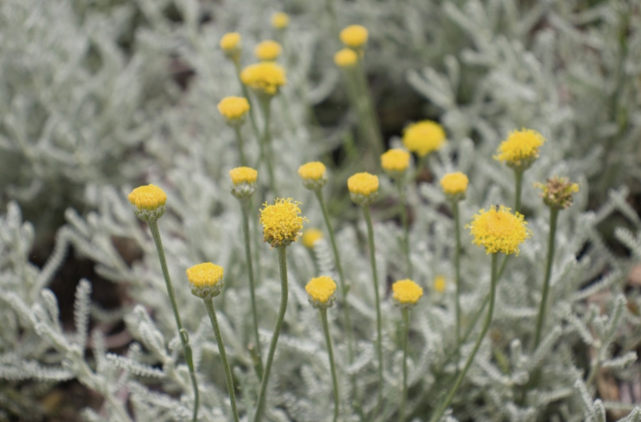 Santolina chamaecyparissus BIO