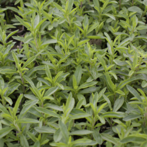 Satureja montana BIO -Sarriette vivace