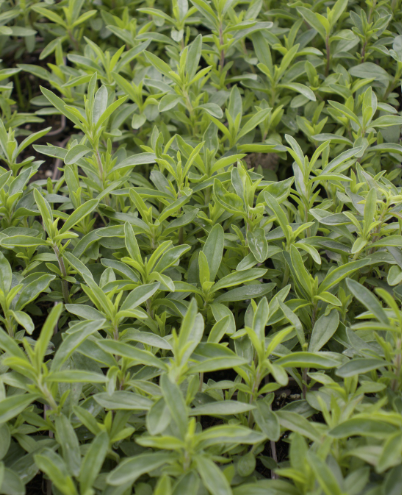 Satureja montana BIO -Sarriette vivace