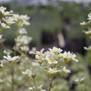 Saxifraga paniculata BIO
