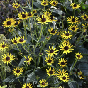 Rudbeckia fulgida ‘Little Goldstar’ BIO