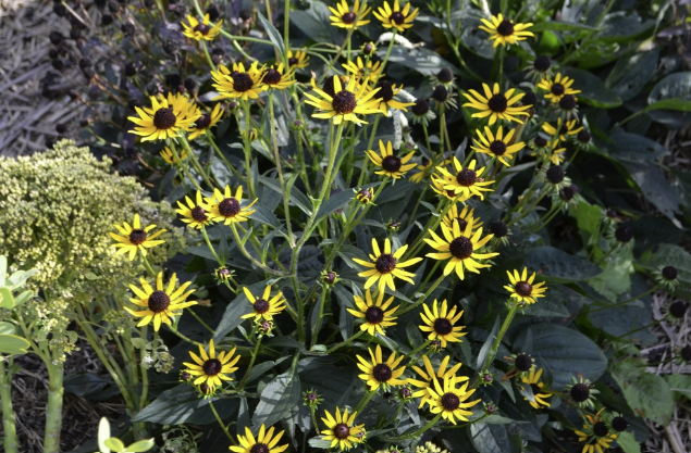 Rudbeckia fulgida ‘Little Goldstar’ BIO