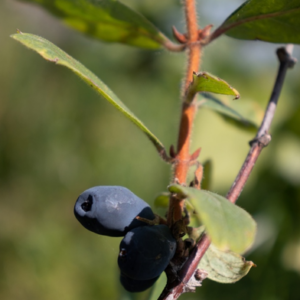Lonicera kamtschatica 'Maistar' - Baie de Mai BIO