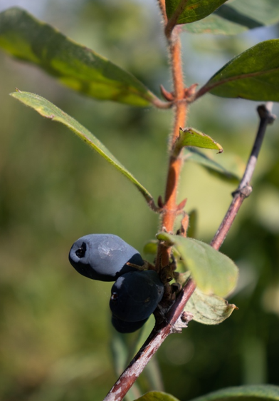 Lonicera kamtschatica 'Maistar' - Baie de Mai BIO