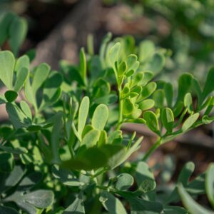 Ruta graveolens - Rue BIO