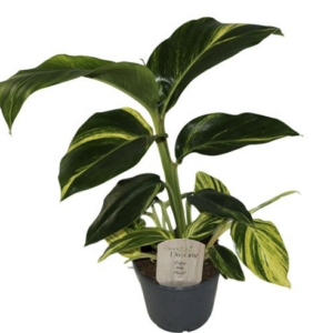 Alpinia zerumbet