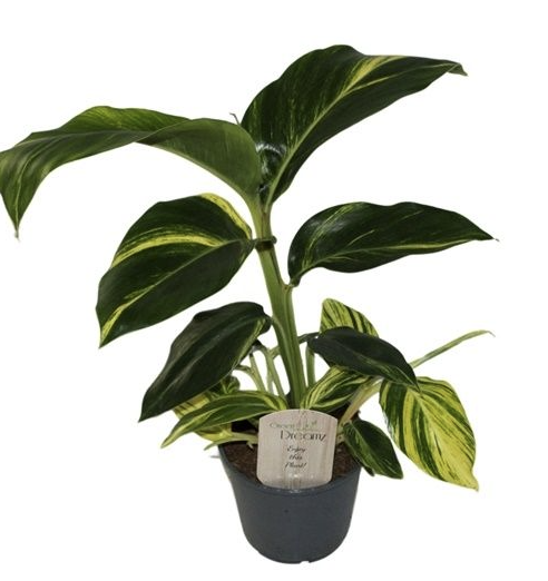 Alpinia zerumbet