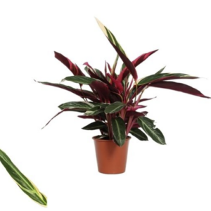 Calathea Triostar